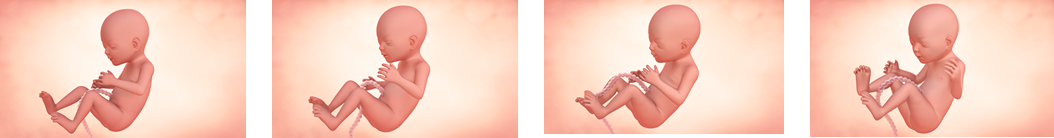 Hitos del cuarto mes de embarazo | Enfamil España Hitos del cuarto mes de embarazo