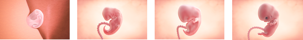 Hitos Del Primer Mes De Embarazo | Enfamil España Hitos Del Primer Mes De Embarazo