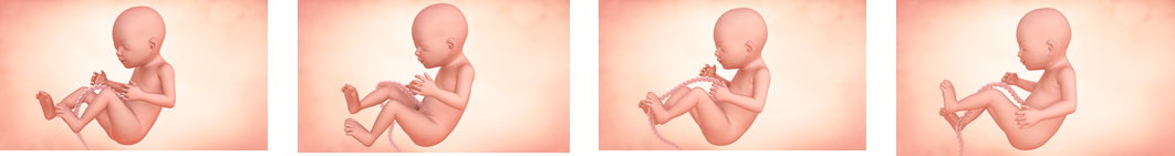 Hitos del quinto mes de embarazo | Enfamil España Hitos del quinto mes de embarazo