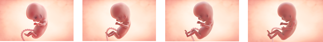 Hitos Del Segundo Mes De Embarazo | Enfamil España Hitos Del Segundo Mes De Embarazo